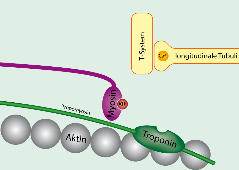 <p>What is the significance of troponin C?</p><p></p><ul><li><p></p></li></ul><div data-type="horizontalRule"><hr></div><p> How it works </p><ul><li><p><strong>Low Ca²⁺ (muscle relaxed):</strong><br>Troponin keeps tropomyosin blocking the myosin-binding sites on actin → no contraction</p></li><li><p><strong>High Ca²⁺ (muscle stimulated):</strong><br>Ca²⁺ binds to <strong>troponin C (TnC)</strong> → troponin changes shape → tropomyosin moves → myosin binds actin → contraction</p></li></ul><p></p>