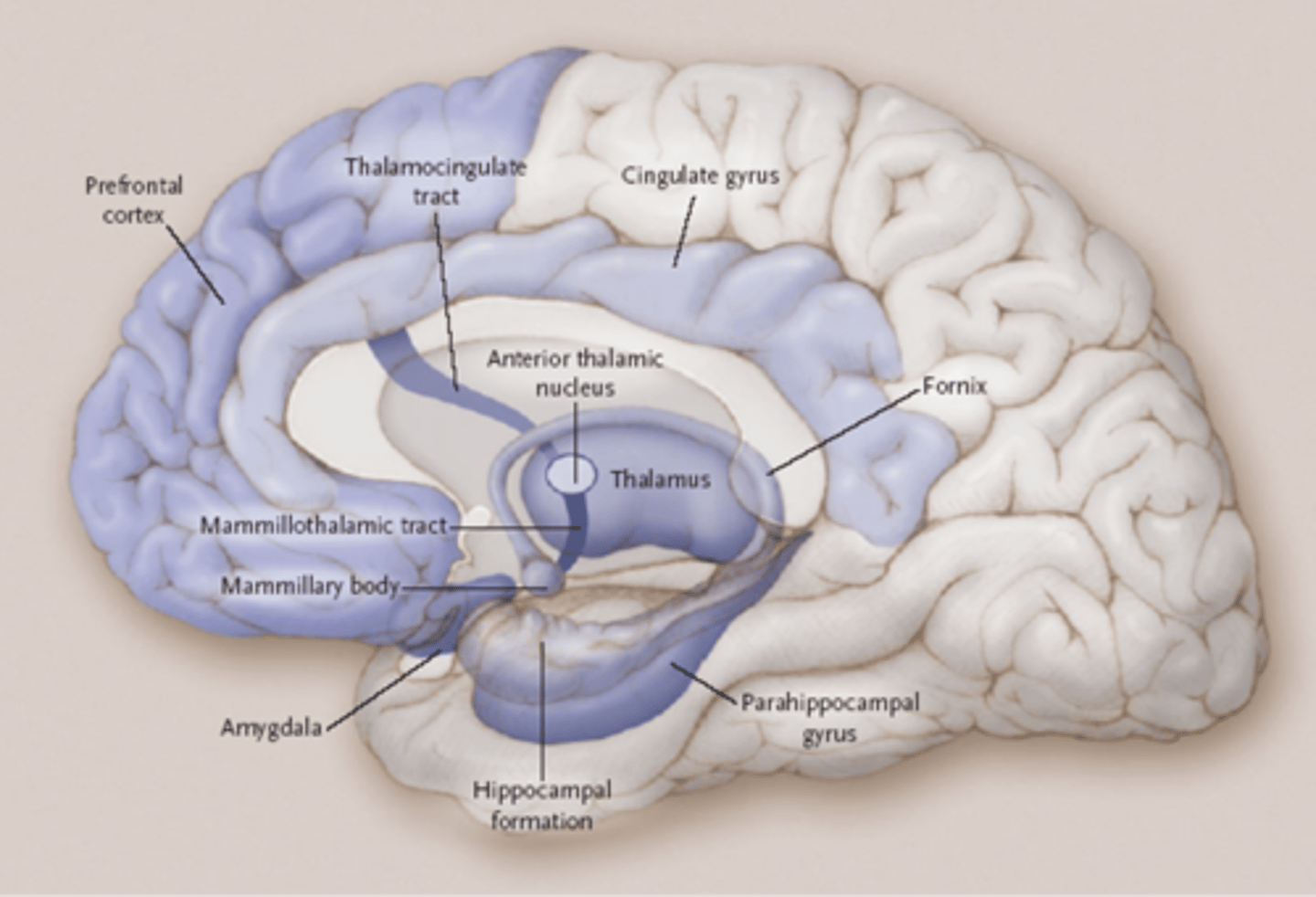 <p>Frontal lobe, temporal lobe, hippocampus and amygdala.</p>