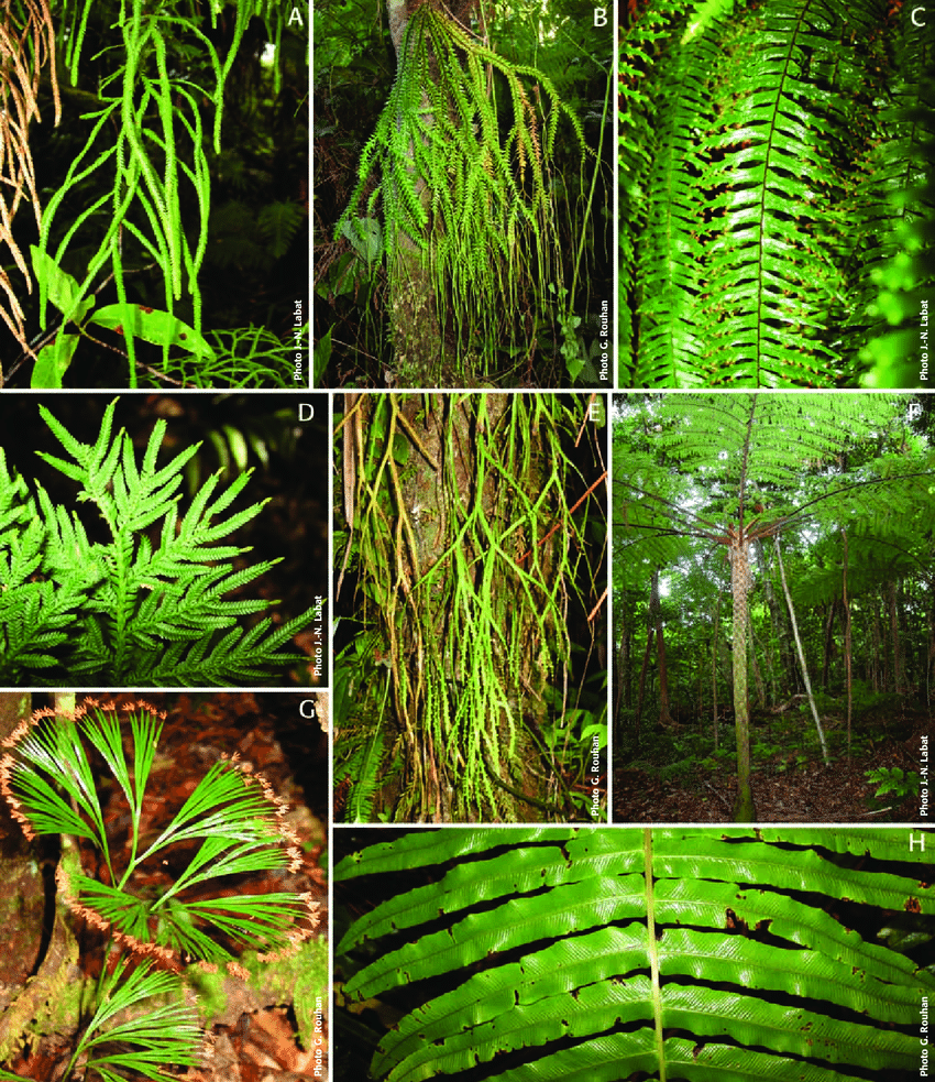 <p>Ferns, horsetail, and whisk fern: monophyletic clade meaning they all share a common ancestor</p>