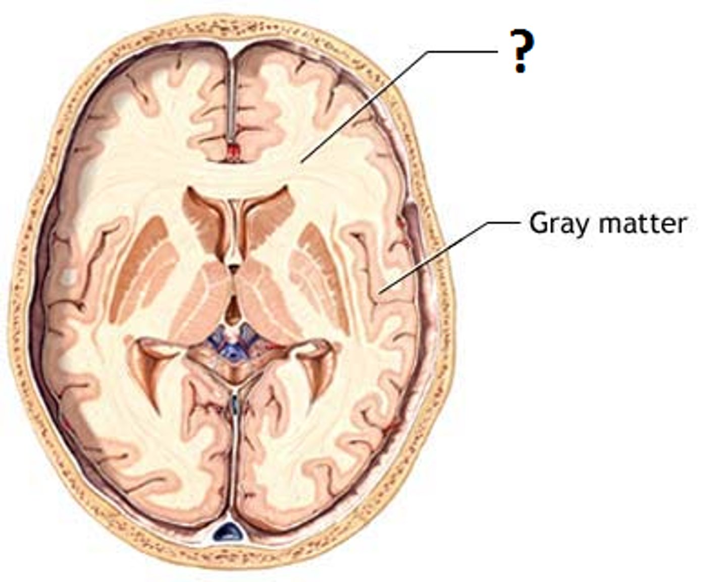 <p>contains myelinated axons and lies underneath the gray matter of the cortex. Mostly transmits information.</p>