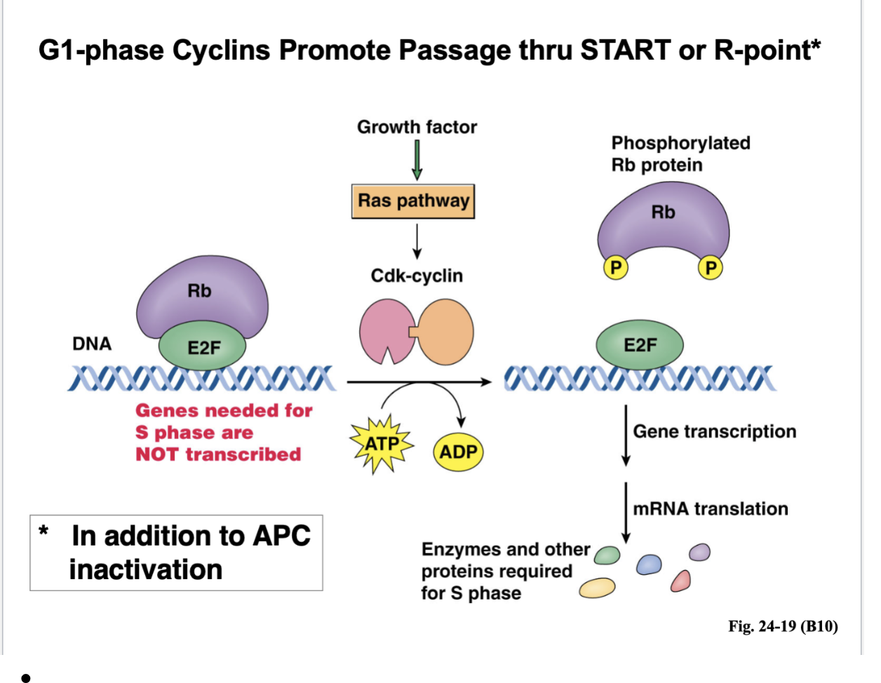 <ul><li><p>Shortly after START, there’s DNA replication </p></li><li><p>How are you passing START and entering the next cell cycle?</p><ul><li><p>You need S phase where DNA replication occurs </p></li><li><p>Right in G1, the genes needed for S phase are NOT transcribed </p></li><li><p>THere’s a transcription factor called E2F because it is bound to Rb (retinoblastoma) protein </p></li><li><p>What would happen is when you’re passing the R point, the growth factors is activating a Ras signaling pathway </p><ul><li><p>That Ras pathway, through a whole series of steps leads to the formation of Cdk-cyclin </p></li></ul></li><li><p>Those are G1 phase cyclin — that Cdk is now active and what that kinase does is phosphorylate the Rb protein </p></li><li><p>When Rb is phosphorylated, it can no longer bind to the E2F transcription factor </p><ul><li><p>E2F is free to play the role in gene transcription, mRNA translation, and enzymes and other proteins required for S phase </p></li></ul></li></ul></li></ul><p></p>