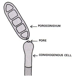 <p>Conidiogenous cells are<strong> attached to Conidiophore</strong> (extension of hyphae)</p><p>Conidiogenous cells <strong>produce Conidia (spores)</strong></p><p></p>