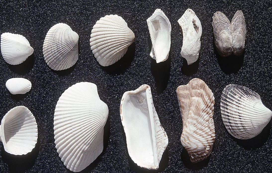 <p>What is the habitat and feeding for these mollusks in order arcida?</p>