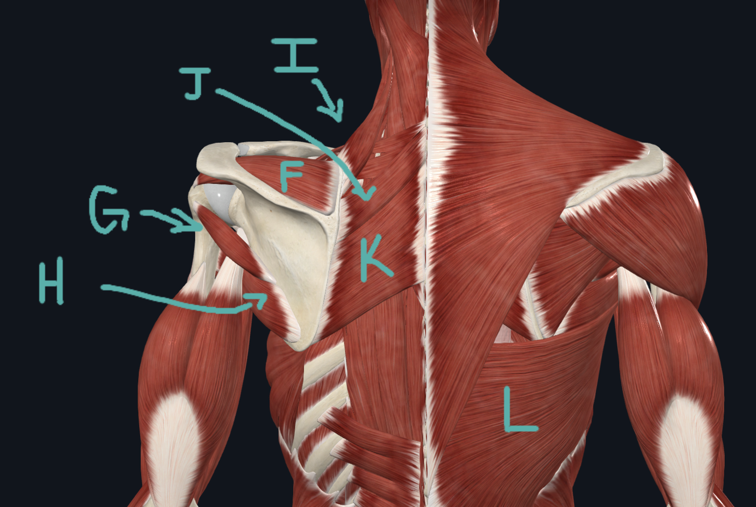 <table style="min-width: 75px;"><colgroup><col style="min-width: 25px;"><col style="min-width: 25px;"><col style="min-width: 25px;"></colgroup><tbody><tr><td colspan="1" rowspan="1" style="width: 120.15pt; border: 1pt solid windowtext; padding: 0in 5.4pt; height: 28.3pt;"><p class="MsoNormal" style="text-align: center;">O: Infraspinous fossa of scapula</p></td><td colspan="1" rowspan="1" style="width: 120.15pt; border-width: 1pt 1pt 1pt medium; border-style: solid solid solid none; border-color: windowtext windowtext windowtext currentcolor; border-image: none; padding: 0in 5.4pt; height: 28.3pt;"><p class="MsoNormal" style="text-align: center;">I: Middle facet of the greater tubercle of humerus</p></td><td colspan="1" rowspan="1" style="width: 120.15pt; border-width: 1pt 1pt 1pt medium; border-style: solid solid solid none; border-color: windowtext windowtext windowtext currentcolor; border-image: none; padding: 0in 5.4pt; height: 28.3pt;"><p class="MsoNormal" style="text-align: center;">A: Shoulder external rotation extension</p></td></tr></tbody></table><p>unlabeled right side </p>