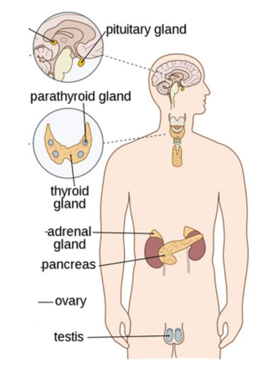 <p>located in neck, produces hormones that control metabolic rate/heart rate/temp/energy usage, regulates growth/physical maturation, produces hormones: triiodothyronine (T3), thyroxine (T4), calcitonin</p>
