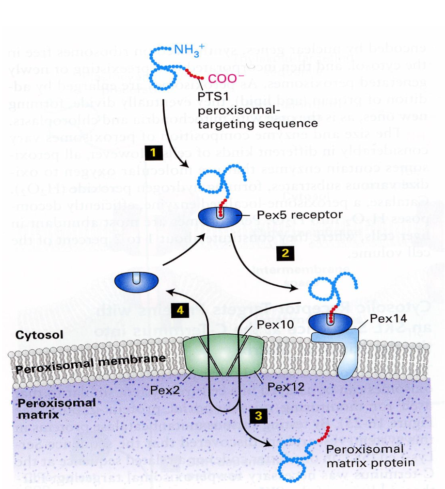 <ul><li><p>Peroxisomal Import: synthesis with PTS, binding to the receptor in cytosol and binding to receptor in membrane, translocation through membrane channel and cytosolic receptor turns to cytosol. NB transport in folded form.</p></li><li><p>The narrow channel needs to temporarily open up to let the folded protein to enter the matrix.</p></li><li><p>Signal sequence at the C-terminus, protein is completely synthesised.</p></li></ul><p></p>