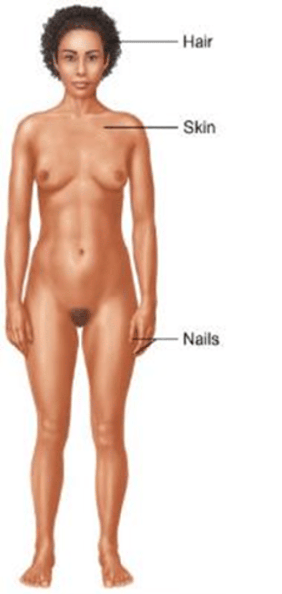 <p>Which body system protects the body from the external environment and helps maintain body temperature?</p><p>A) Respiratory system</p><p>B) Nervous system</p><p>C) Integumentary system</p><p>D) Endocrine system</p>