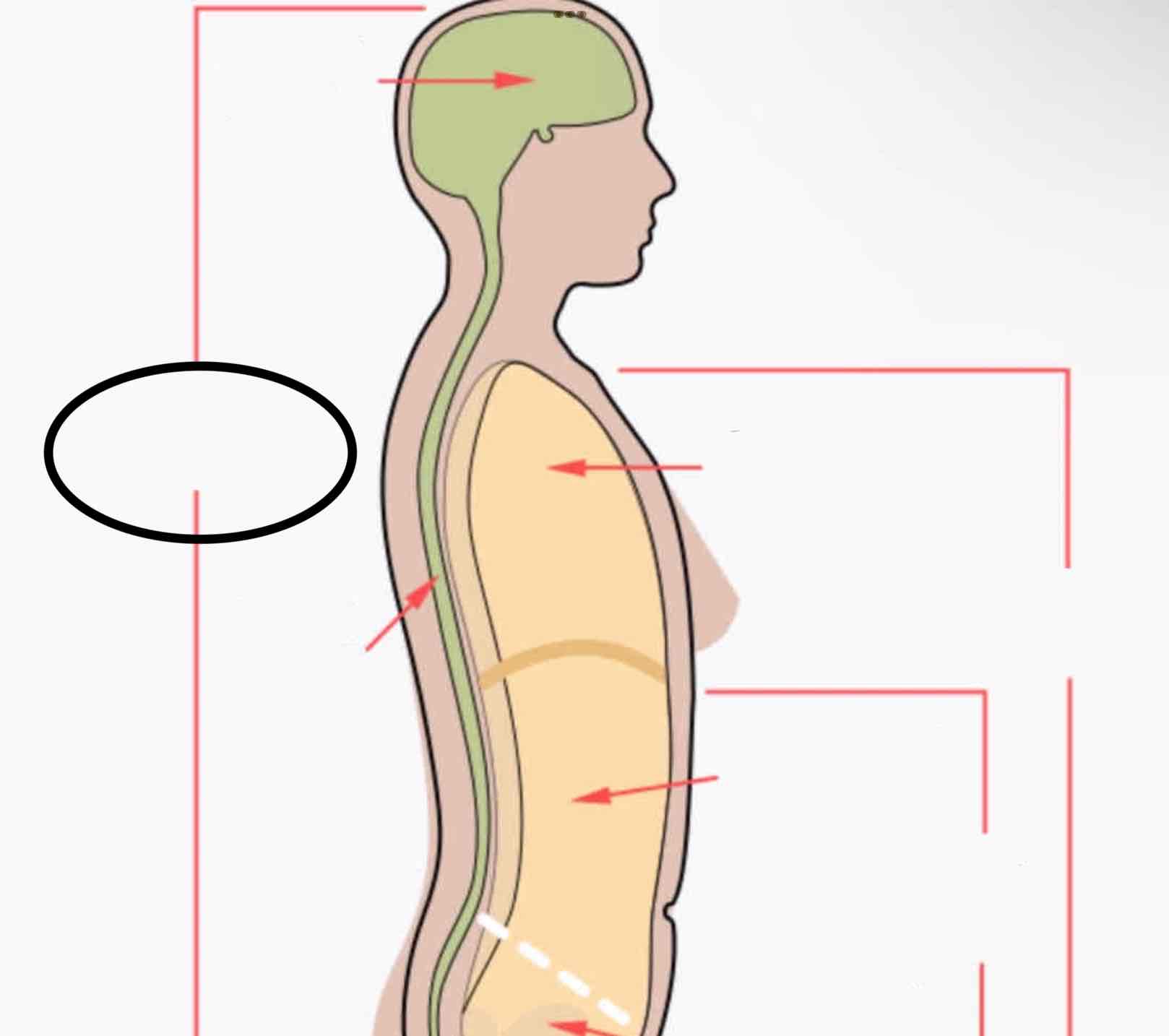 <p><span>the cavity that contains the central nervous system</span></p>