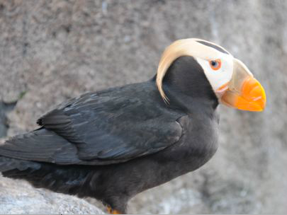 <p>Identify the species shown:&nbsp;</p>