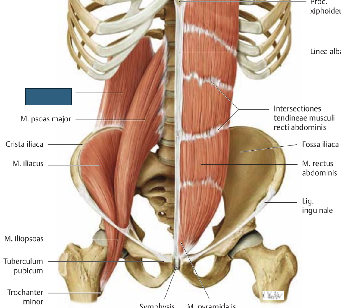 <p>m. quadratus lumborum → langetab 12. roiet, aitab keha pöörata</p>
