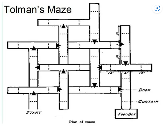 <p>Group 1: food reward every time they got out of maze successfully</p><p>Group 2: no food reward</p><p>Group 3: no food reward for first 10 days, but given incentive after</p><p></p><p>results:</p><p>group 3 rats took longer to reach end of maze during first 10 days b/c they didn’t have motivation, BUT they were the fastest out of all the rats after 10 days</p><p>they latently learned their way around the maze in first 10 days, but it didn’t become apparent until they were given a food incentive</p>