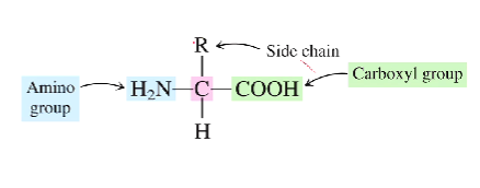 <ul><li><p>The amine group is the basic group&nbsp;</p></li><li><p>The carboxyl group is the acidic group </p></li></ul><p></p>