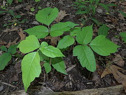 <ul><li><p>native, FAC</p></li><li><p>ground cover/vine</p></li><li><p>3 leaf arrangement</p></li></ul>