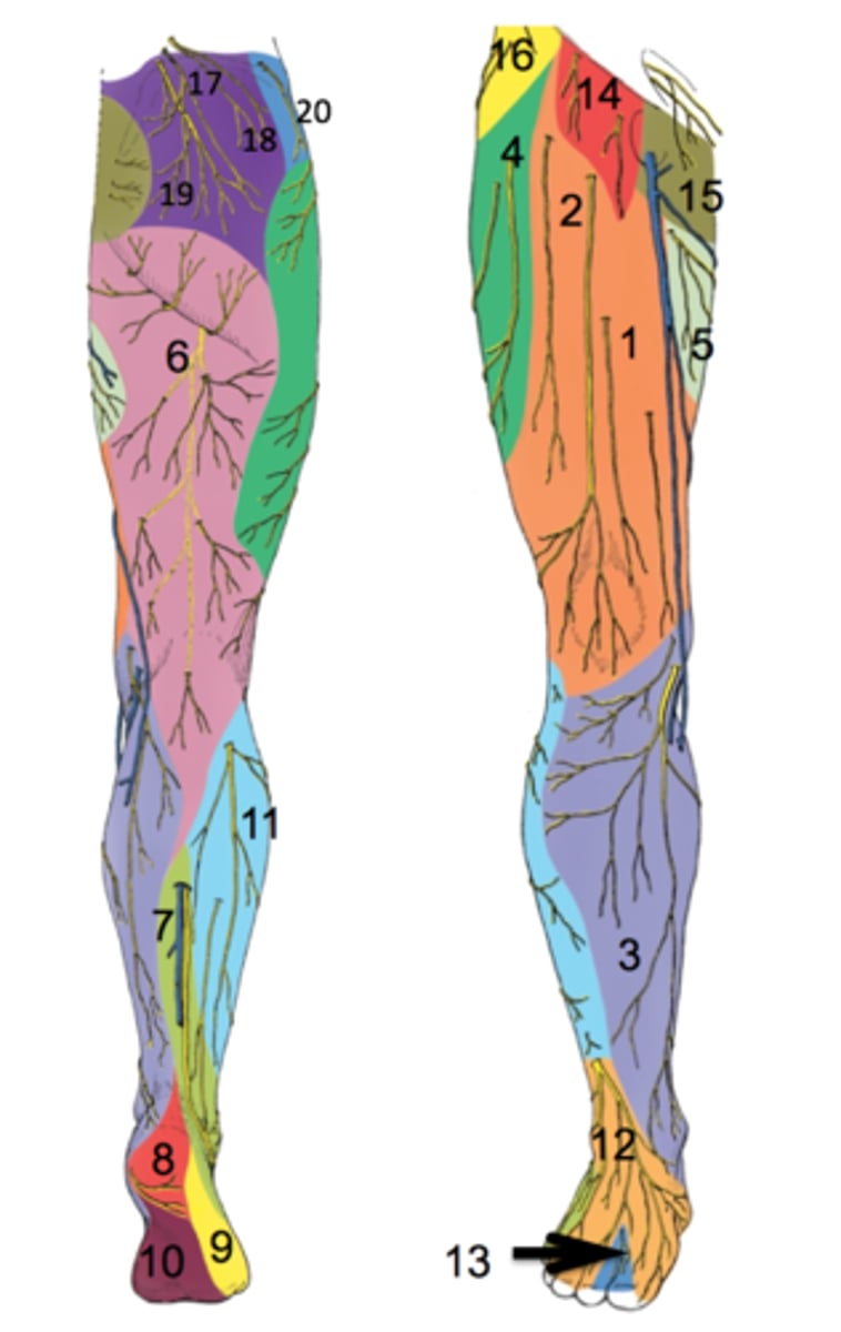 <p>-T12</p><p>-anterolateral hip</p><p>-#16</p>