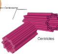 <p>A clynderic organism near the nucleus in animal cells, involved in devlopment of spindle fibers in cell division.</p>