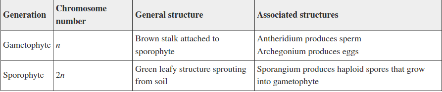 <p>A student created this table as a study guide referring to the moss life cycle. Evaluate the accuracy of the information in the table:</p><ol><li><p>The chromosome numbers are not assigned correctly</p></li><li><p>The general structures are reversed for the two generations</p></li><li><p>All information is accurate</p></li><li><p>There is an error in the information listed in the last column</p></li></ol>