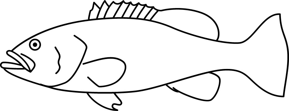 <p>Large mouth with teeth<br>Stout body<br>Size: 60 cm</p>