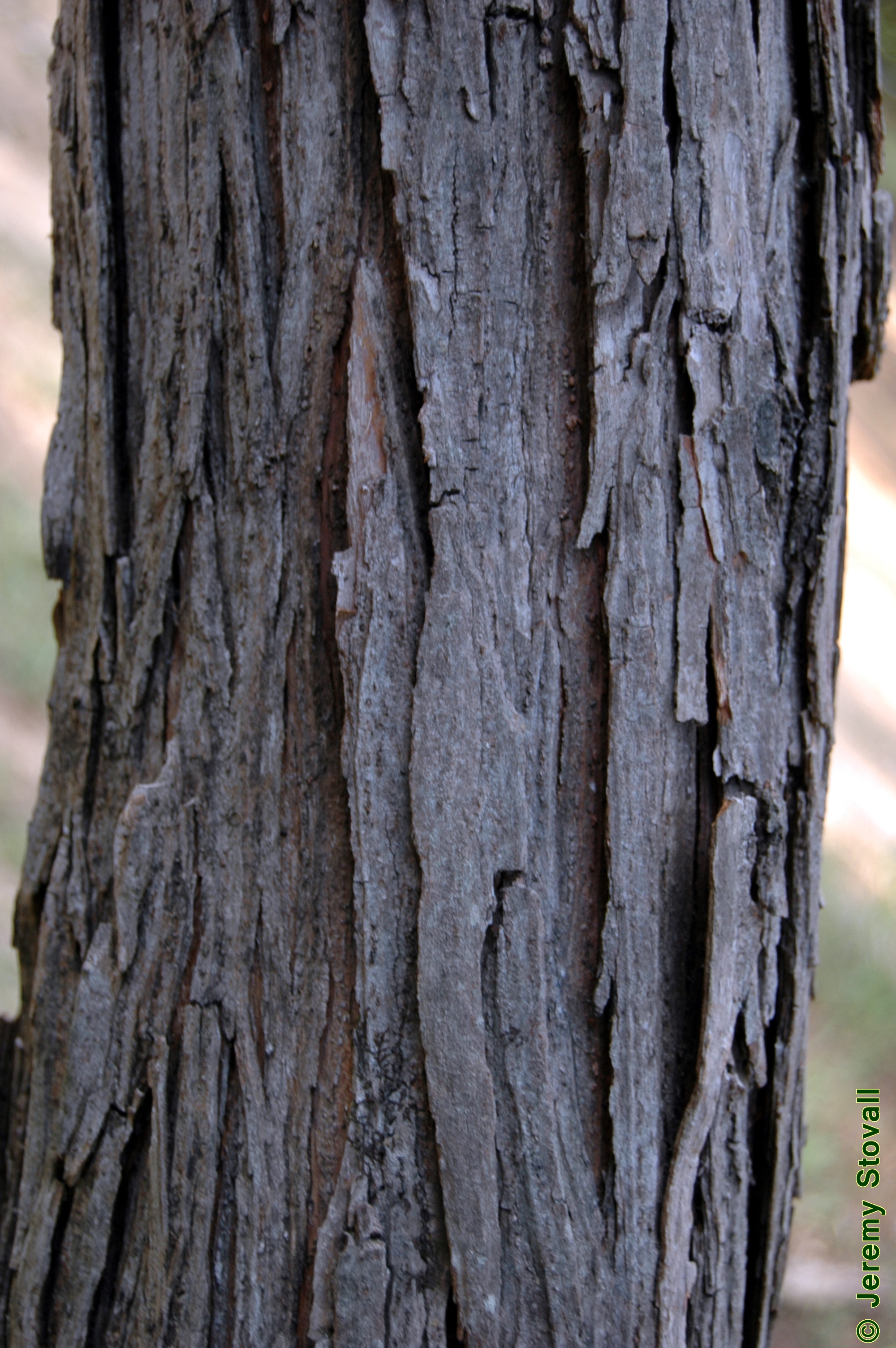 <p>black willow, Salix nigra, Salicaceae</p>