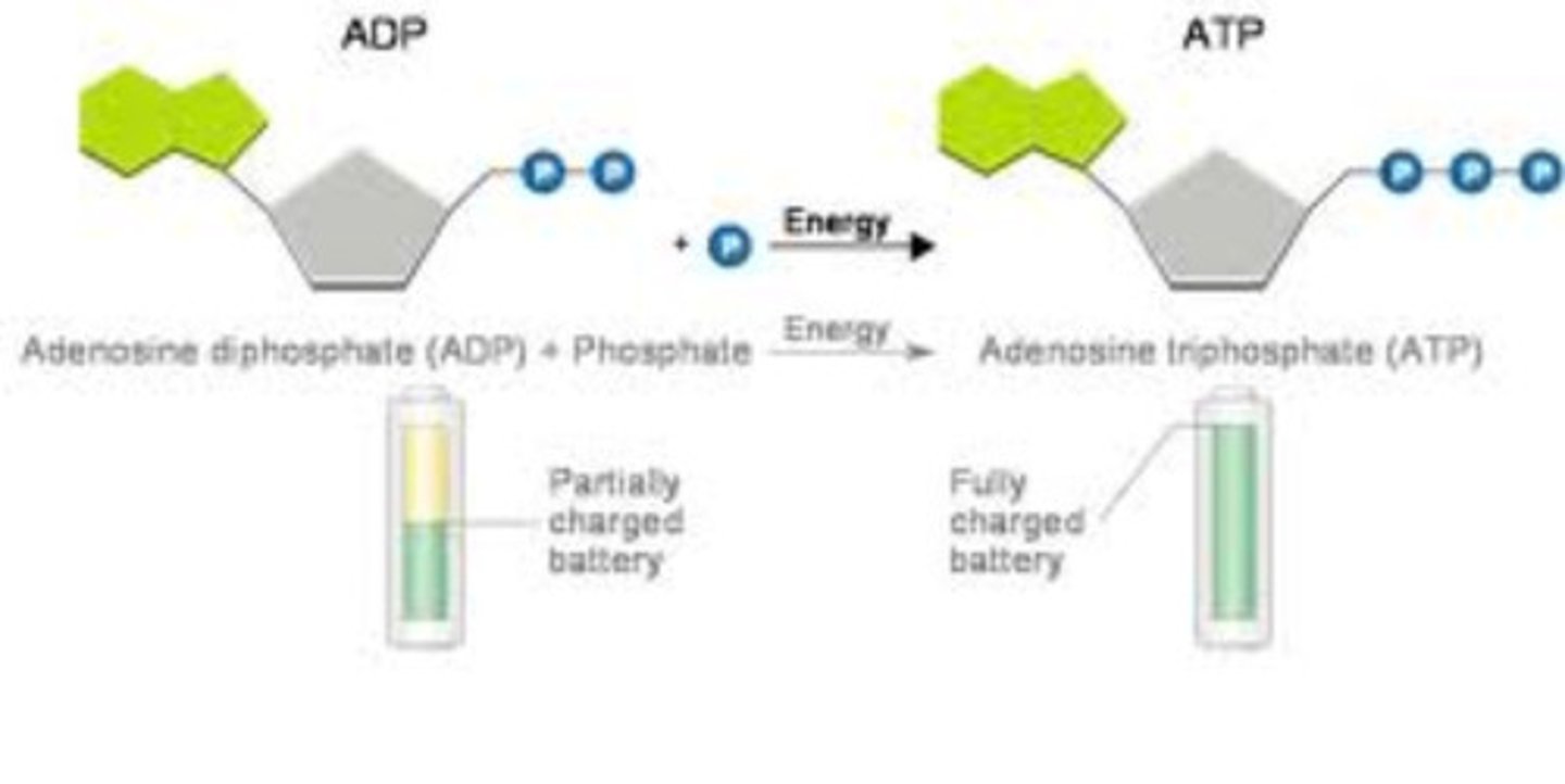 <p>ADP has 2 phosphate groups and ATP has 3 phosphate groups</p>