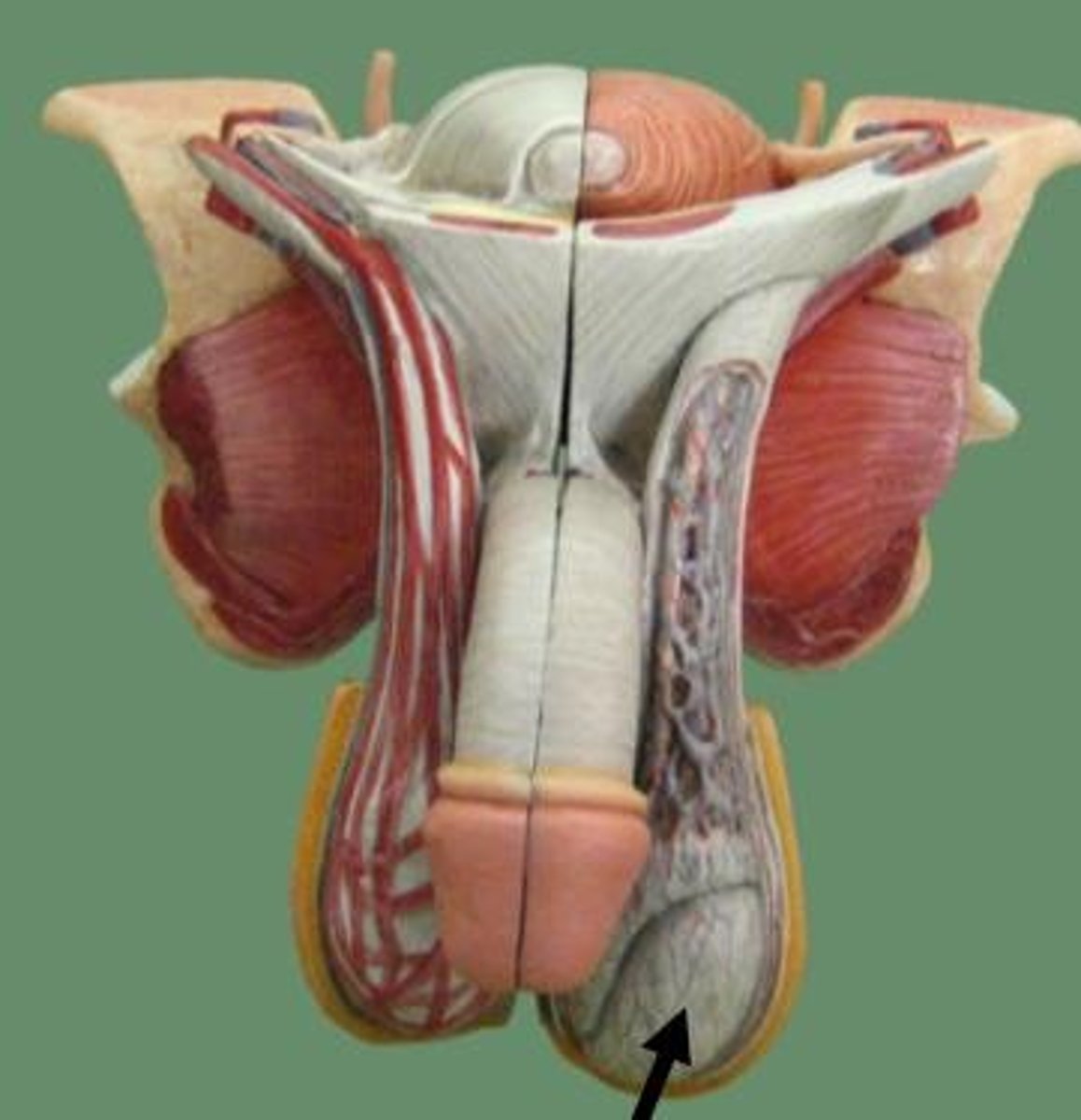 <p>part of the endocrine system that secretes male sex hormones</p>