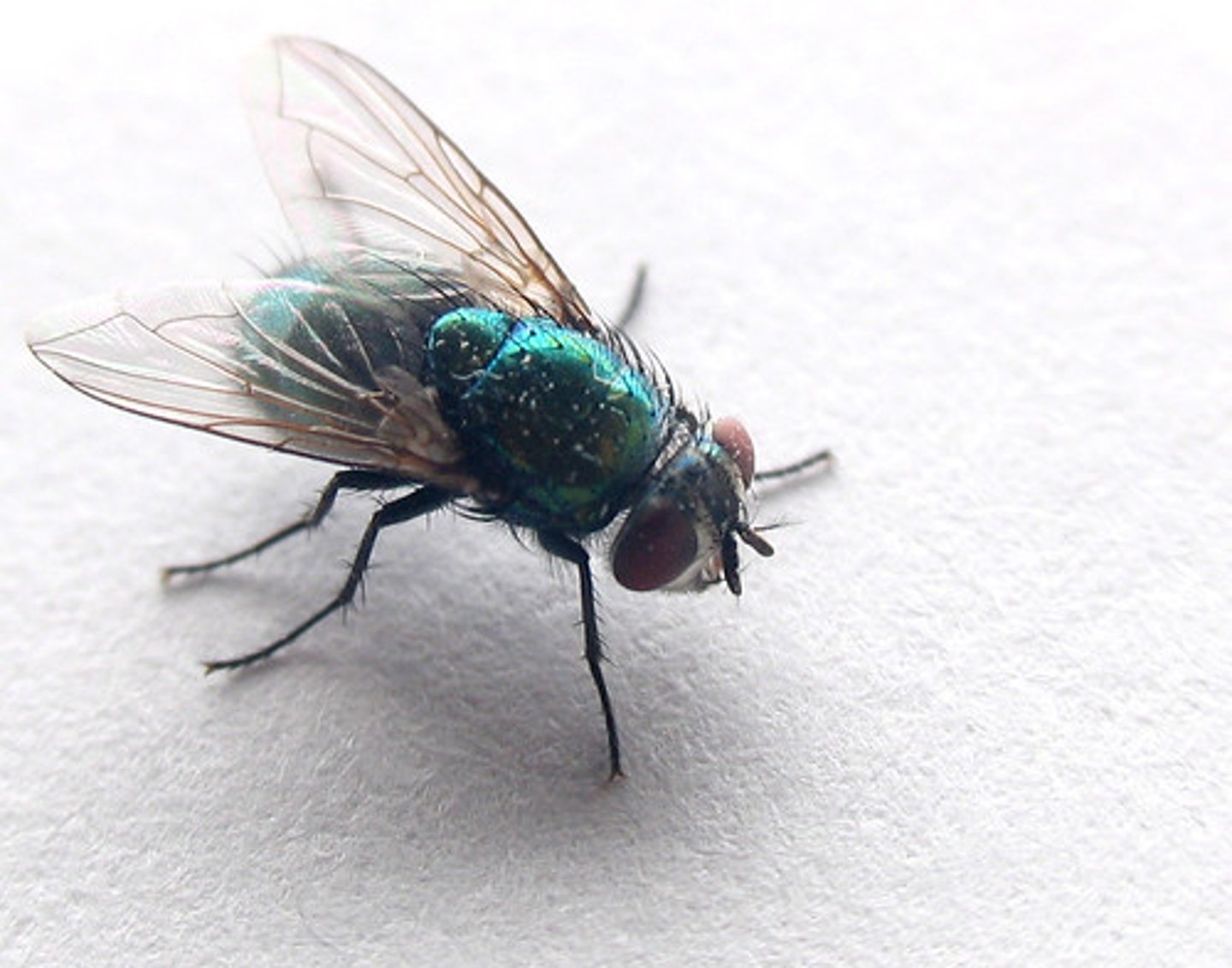 <p>Flies</p>
