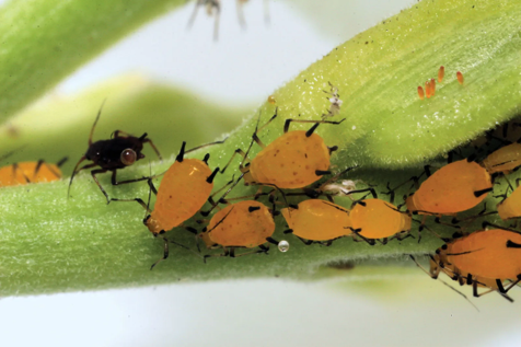 <ul><li><p>aphids and scale insects</p></li><li><p>relatively immobile— missing wings and legs sometimes</p></li><li><p>highly modified hemiptera&nbsp;</p></li><li><p>mouthparts similar to hoppersd</p></li></ul><p></p>