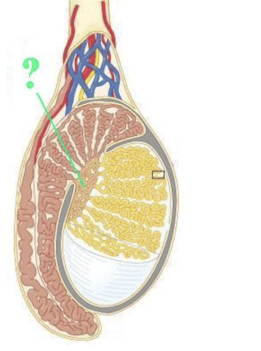 <p>rete testis</p>