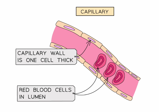 <ul><li><p>Very thin relative thickness, one cell thick &amp; contain gaps </p></li><li><p>Do not contain muscle or elastic fiber layers</p></li><li><p>Very narrow diameter of lumen</p></li></ul><p></p>