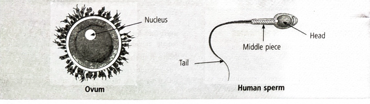 <p>Egg, ovum or gamete is largest and sperm is smallest cell</p>