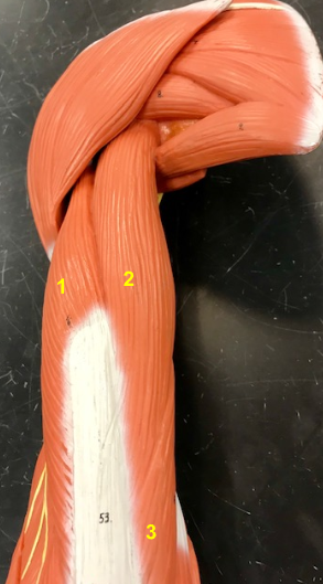 <p>What is the muscle indicated by the yellow 2?</p>