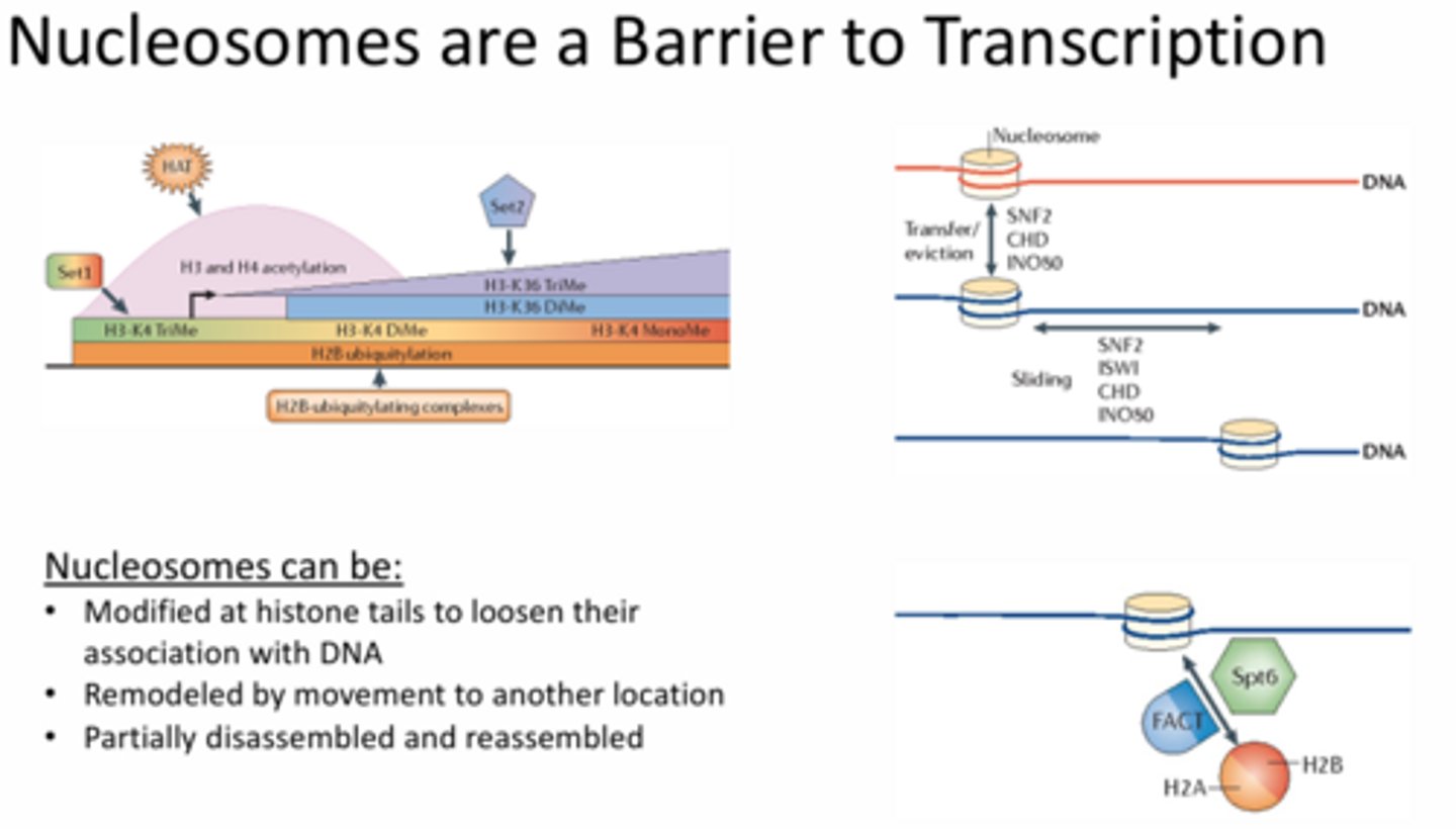 <p>1 - modified at histone tails to loosen their association with DNA</p><p>2 - remodeled by movement to another location</p><p>3 - partially disassembled and reassembled</p>