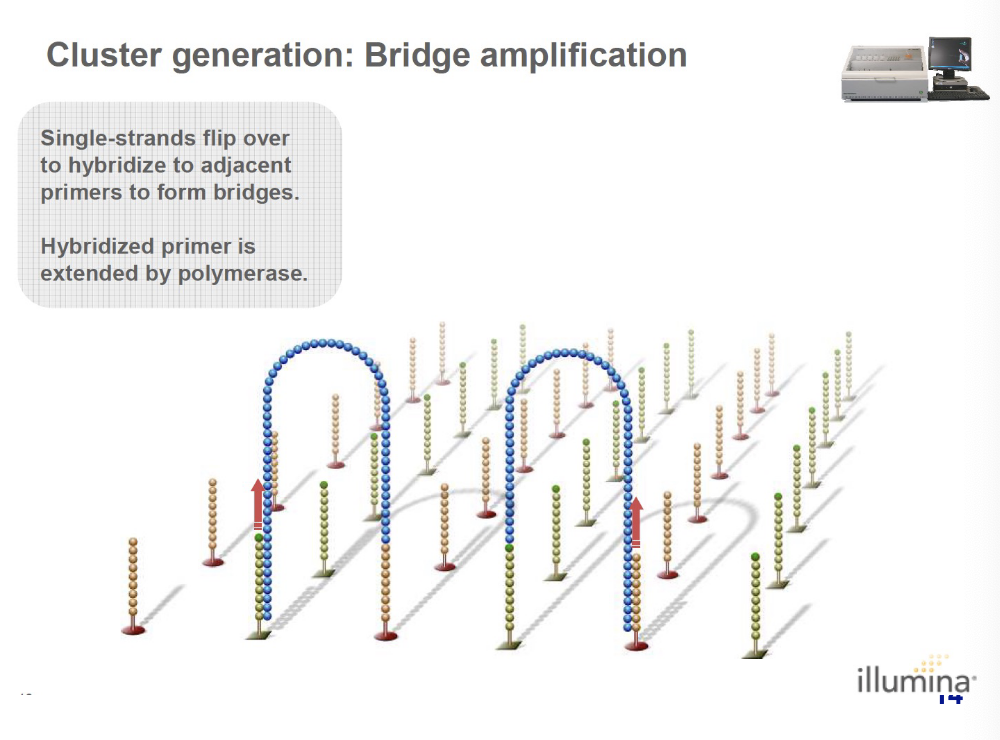 <p>single-strands flip over to hybridize to adjacent primers to form bridges. the hybridized primer is extended by polymerase.</p>