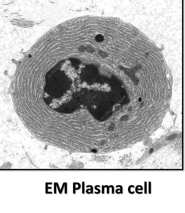 <p>Term 14</p>