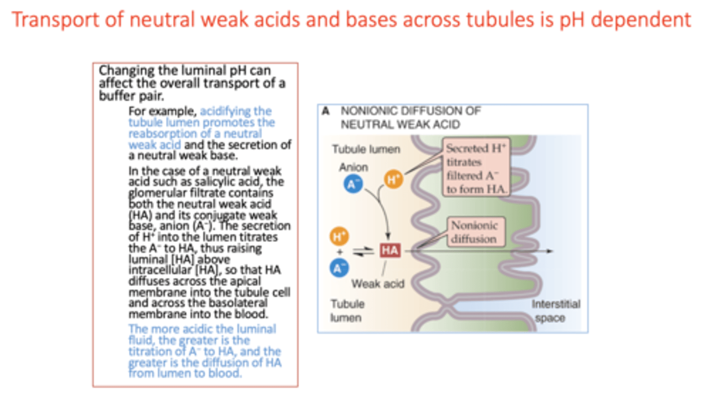 <p>weak acid</p>