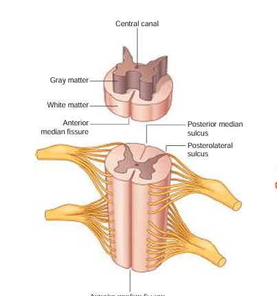 <p>longer, skinnier part of the gray matter</p>