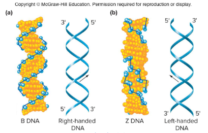 <p>A form of DNA that forms when DNA is dehydrated or in a solution with little water. The bases tilt more, resulting in 11 bases per turn. DNA/RNA hybrids and double stranded RNA assume this structure.</p><p>Can also be seen in some DNA/protein interactions.</p>