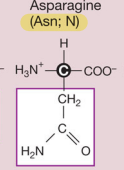 <p>Asparagine&nbsp;(Polar but uncharged side chains aka hydrophilic)</p>