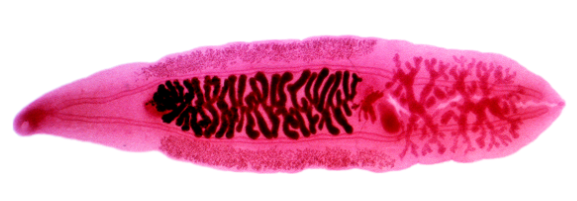 <p>Chinese Liver Fluke (Clonorchis sinensi</p>