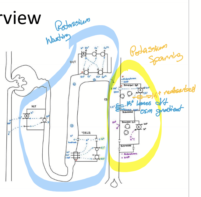 <p>Diuretics that target cells in the CD.</p>