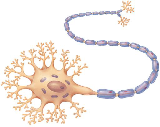 <p>Neurons (nerve cells) and Glia/Neuroglia.</p>