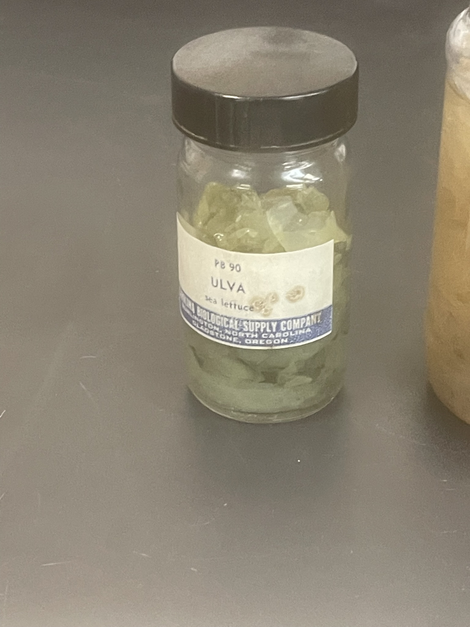 Name the genus and phylum