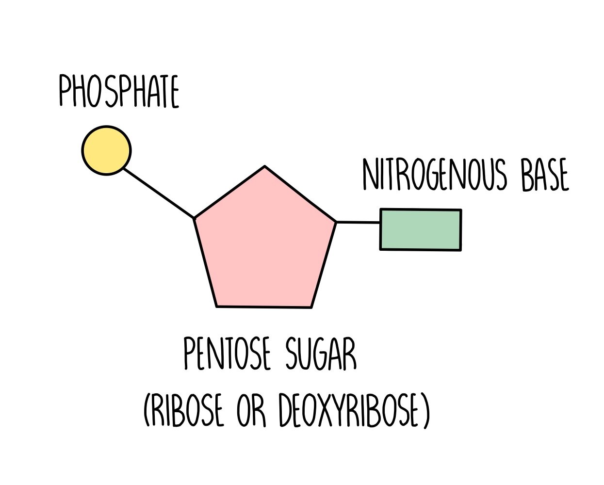 <ul><li><p>Nitrogenous base</p></li><li><p>Pentose sugar</p></li><li><p>Phosphate group</p></li></ul>