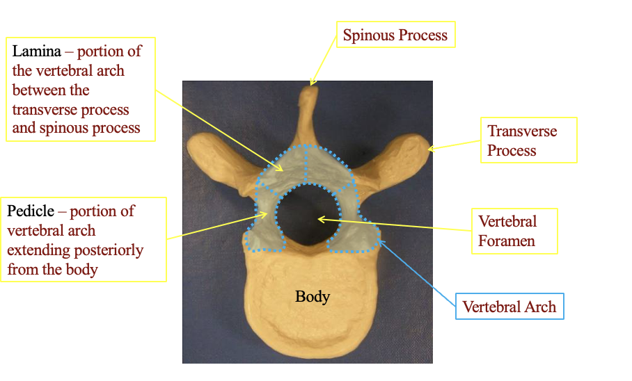 <ul><li><p>lamina</p><ul><li><p>portion of the arch between the transverse process and the spinous process</p></li><li><p>p</p></li></ul></li><li><p>pedicle </p><ul><li><p>portion of the vertebral arch extending posteriorly from the body</p></li></ul></li><li><p>spinous process</p><ul><li><p>the tip at the top</p></li></ul></li><li><p>transverse process</p><ul><li><p>Transverse proess. there are two and sticks out</p></li></ul></li><li><p>Vertebral formen</p><ul><li><p>the little part in the centrer where the spinal nerves go</p></li></ul></li><li><p>Vertebral Arch</p><ul><li><p>the connection the arch part in the center</p></li></ul></li><li><p>the body</p></li></ul><p></p>