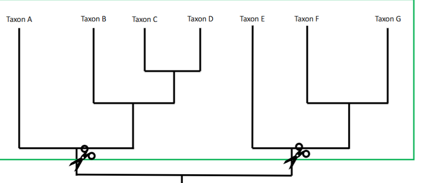<p>In this picture, what is this grouping of Taxon D and Taxon E called?</p>