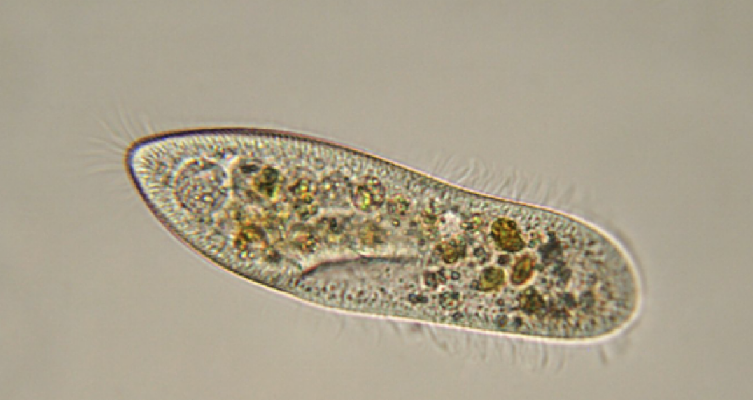 <p>what is this?</p>