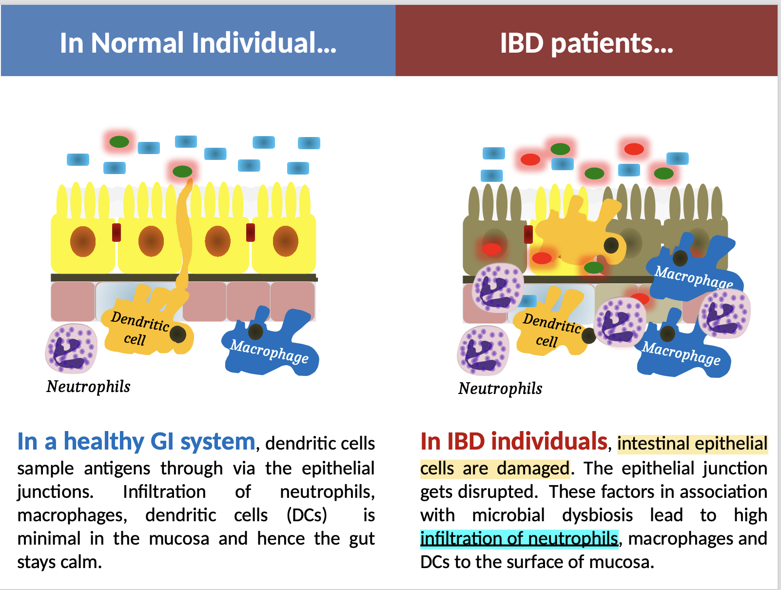 <p>In IBD individuals, intestinal epithelial cells are damaged. The epithelial junction gets disrupted. </p><p>These factors in association with microbial dysbiosis lead to high infiltration of neutrophils, macrophages and DCs to the surface of mucosa</p>