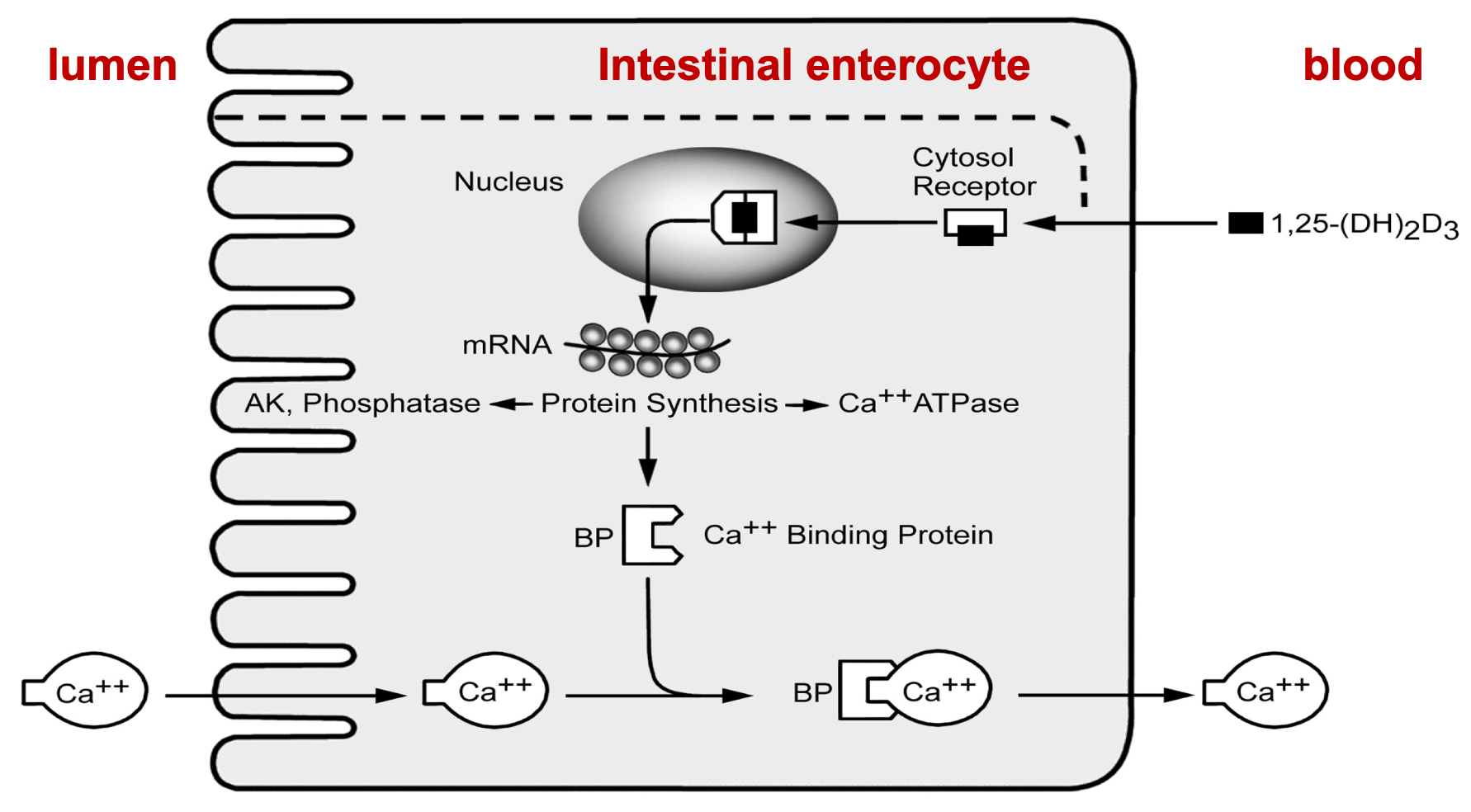 <ol><li><p>Calcitriol (form of Vitamin D)</p><ol><li><p>Promotes Ca2+ absorption from the intestine by \n stimulating synthesis of Ca2+ binding protein</p></li></ol></li><li><p>Lumen, Intestinal enterocyte, blood</p></li></ol>