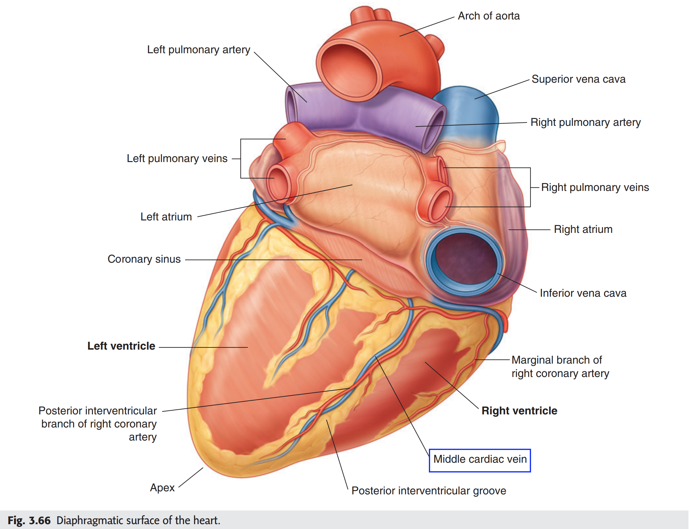 <p>Trong giờ thực tập giải phẫu, một sinh viên muốn đi tìm tĩnh mạch tim giữa. Để thấy được tĩnh mạch này, ta cần quan sát tim ở:</p><p>A. Mặt phổi</p><p>B. Đáy tim</p><p>C. Mặt hoành</p><p>D. Mặt ức sườn</p>