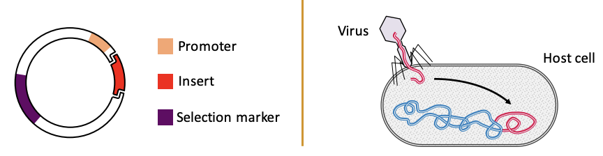 Molecular **vehicle** used to artificially **carry genetic material into a host cell.**

* Plasmids: **Circular DNA** molecules capable of **autonomous gene expression.**
* Viruses: **Inject** their **genetic material** directly into **host cells.**