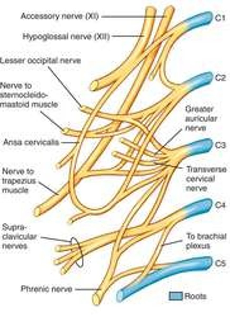 <p>Made up of nerves from C1-C4. Nerves formed from the cervical plexus innervate the back of the head, as well as some neck muscles.</p>